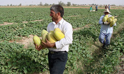 کشاورزان قزوین محصولات خود را برداشت کنند